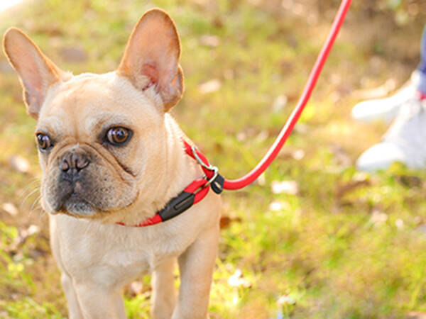 Correa comportamental para perros collar de cuerda