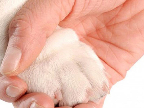 Cortauñas para perros cortauñas para gatos tijeras con uñas de bloqueo