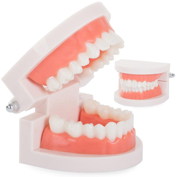 Modelo dental mandibula dientes dientes slamy