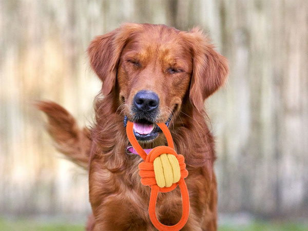 Perro juguete masticar tirar de la cuerda fuerte de largo