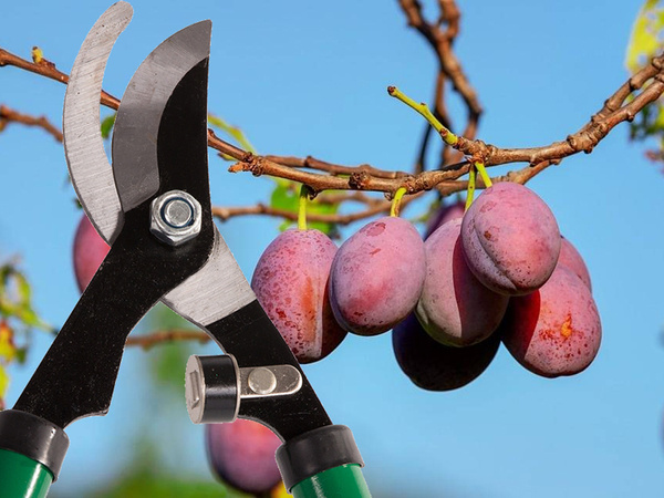 Podadora manual para ramas de arbustos podadora larga de yunque