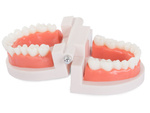 Modelo dental mandibula dientes dientes slamy