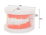 Modelo dental mandibula dientes dientes slamy