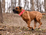 Tachonado collar de perro de cuero ecológico ajustable xl